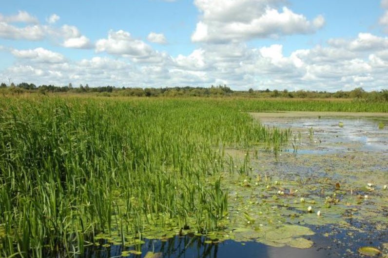 Biarezinski Biosphere Reserve , Minsk Region, Belarus